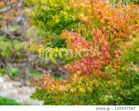 色づき始めた紅葉のグラデーション 色づき始めた紅葉のグラデーション 120547567