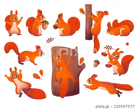 Cute little squirrels. Cartoon red haired forest rodents with acorns, nuts and berries, funny animals storing food for autumn winter decor, adorable character vector isolated on white set Cute little squirrels. Cartoon red haired forest rodents with acorns, nuts and berries, funny animals storing food for autumn winter decor, adorable character vector isolated on white set 120547577