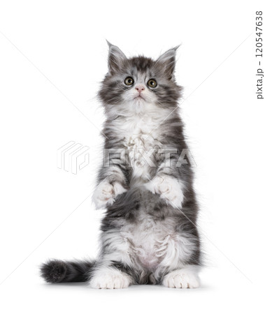 Polydactyle cat on white background 120547638