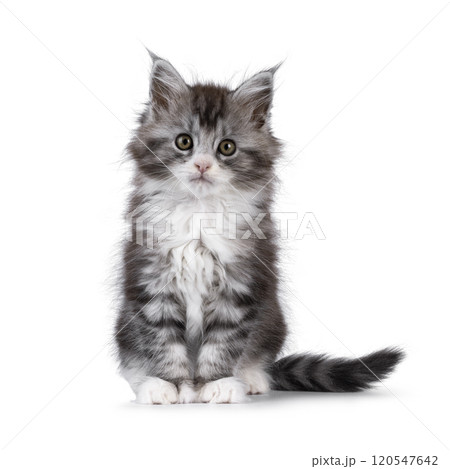 Polydactyle cat on white background Polydactyle cat on white background 120547642