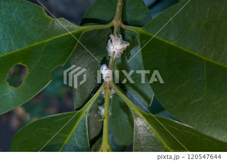 チュウゴクアミガサハゴロモの幼虫 チュウゴクアミガサハゴロモの幼虫 120547644