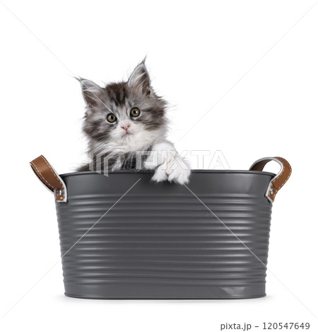 Polydactyle cat on white background Polydactyle cat on white background 120547649