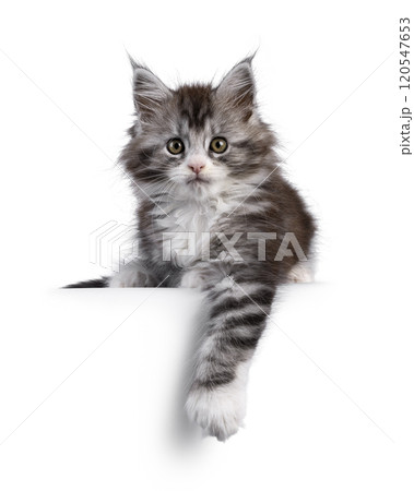 Polydactyle cat on white background Polydactyle cat on white background 120547653
