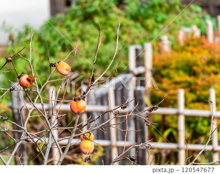 実りの秋の景色　樹上で熟れた美味しそうな柿 120547677