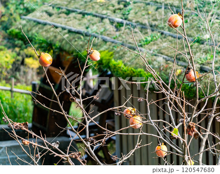 実りの秋の景色　樹上で熟れた美味しそうな柿 120547680