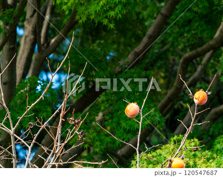 実りの秋の景色 樹上で熟れた美味しそうな柿 実りの秋の景色 樹上で熟れた美味しそうな柿 120547687