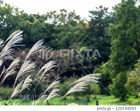 秋の空とすすき 120548005
