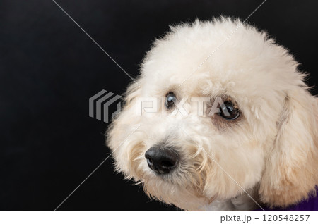 Head of white poodle dog isolated 120548257