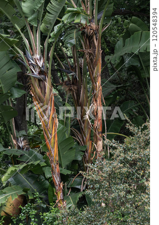Botany wallpapper, Strelitzia nicolai, giant white paradise bird plant, wild banana plant with white flower, palm background 120548394