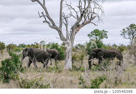 Three African elephants walk on the savannah, near dried tree. Safari in Kruger National Park, South Africa 120548398