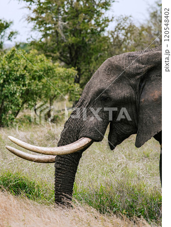 Head African elephant with open mouth, close up portrait, side view. Safari in savanna, South Africa Head African elephant with open mouth, close up portrait, side view. Safari in savanna, South Africa 120548402