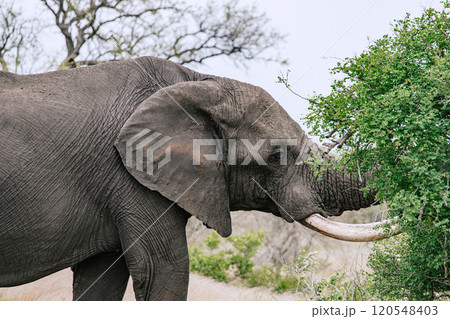 African elephant with open mouth, close up portrait, side view. Safari in savanna, South Africa African elephant with open mouth, close up portrait, side view. Safari in savanna, South Africa 120548403