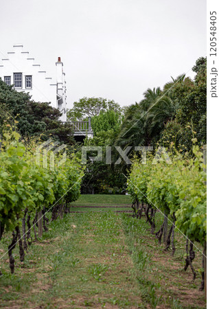 Small vineyard, backyard of home winery, two rows of grape vines. Small vineyard, backyard of home winery, two rows of grape vines. 120548405