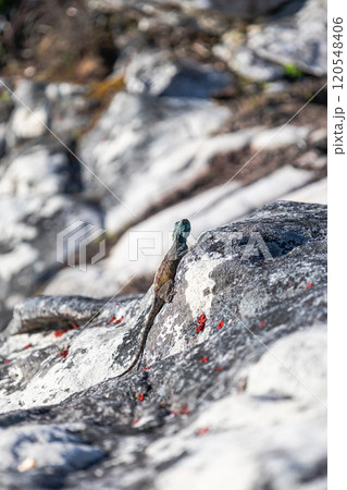 Summer animal wildlife wallpaper. Small colorful lizard in the wild on a stone.  120548406