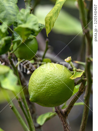 Lime tree, fruit of a citrus plant close up. Citrus aurantiifolia, green lime on on a bush branch Lime tree, fruit of a citrus plant close up. Citrus aurantiifolia, green lime on on a bush branch 120548407