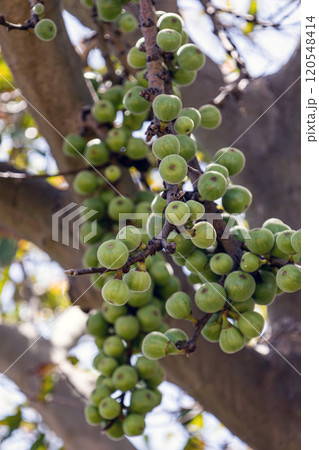 Ficus carica. Green raw figs hanging on fig tree branch.  120548414