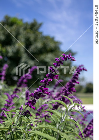 Botanical garden, park, summer. Salvia leucantha, purple blooming flowers Botanical garden, park, summer. Salvia leucantha, purple blooming flowers 120548419