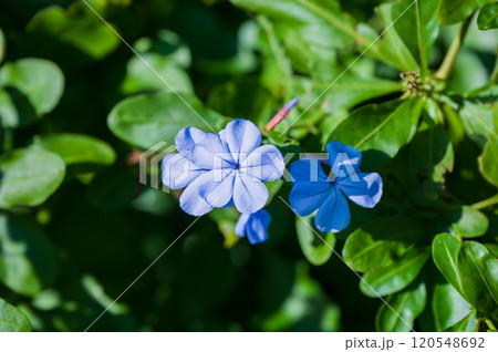 ルリマツリの薄青色の花 120548692