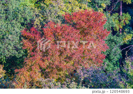 森の中のカラフルな紅葉 120548693