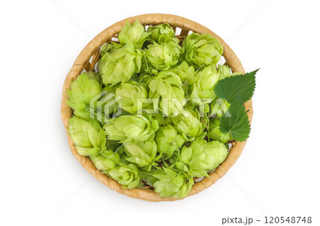 Hop cones in wicker basket isolated on white background. Beer brewing ingredients. Top view. Flat lay Hop cones in wicker basket isolated on white background. Beer brewing ingredients. Top view. Flat lay 120548748