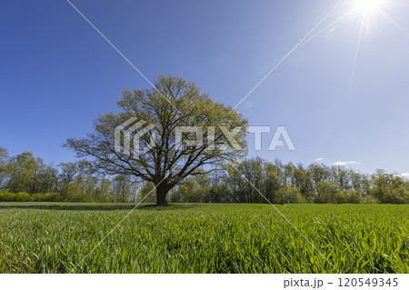 a tree growing in a field with green wheat 120549345