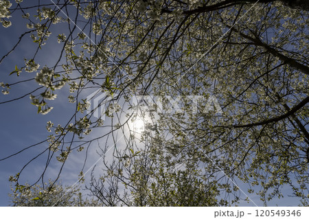 sunny weather in an orchard with cherries 120549346