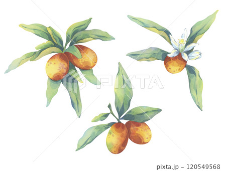 Set of watercolor illustrations of kumquats. Ripe orange fruit with fresh green leaves on white background. Trendy design for packaging. Hand drawn citrus for printing on cards, fabric Set of watercolor illustrations of kumquats. Ripe orange fruit with fresh green leaves on white background. Trendy design for packaging. Hand drawn citrus for printing on cards, fabric 120549568