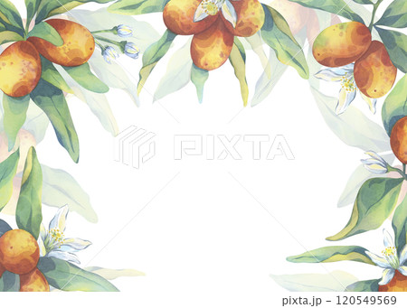 Watercolor kumquats frame background. Botanical illustration of citrus with fresh green leaves and flowers. Trendy design for decor, kitchen art, packaging. Hand painted fruit for printing on cards 120549569