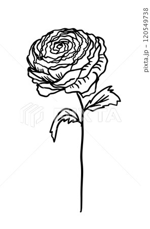 Flower monochrome one line. Minimalist contour drawing rose. hand drawing. Not AI, Vector illustration 120549738