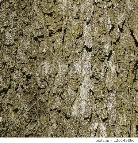 Vector illustration of Bark Background of European Horse Chestnut Aesculus hippocastanum. Tree bark background. 120549866