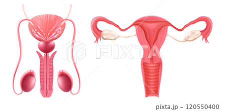 Realistic set of male and female human reproductive system. isolated on white background. Realistic 3d vector illustration 120550400