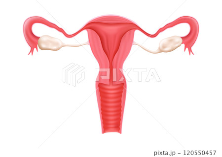 Female healthy reproductive system. Uterus isolated on a white background. Human internal organ. Realistic 3d vector design illustration. Female healthy reproductive system. Uterus isolated on a white background. Human internal organ. Realistic 3d vector design illustration. 120550457