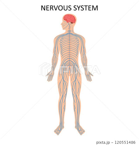 Human nervous system. Medical Education Chart of Biology for Nervous System Diagram. Vector illustration 120551486