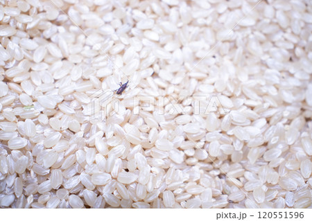 玄米に発生した害虫の写真 120551596