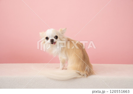 ピンクバックと振り向いたチワワ 120551663