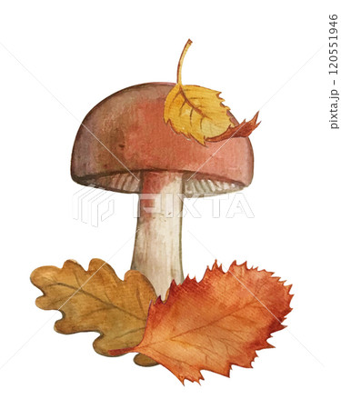 mushroom mushroom 120551946