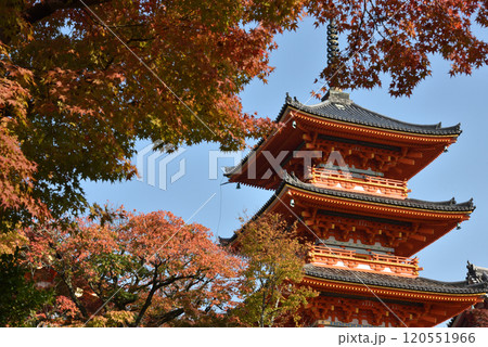 世界遺産　清水寺　モミジに包まれる三重塔【重要文化財】 120551966