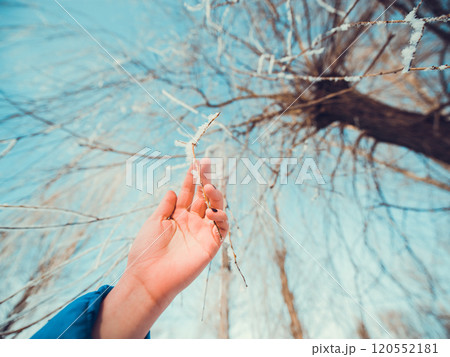 Concept tree frozen hands 120552181