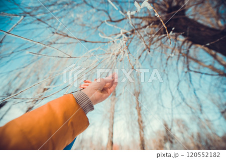 Concept tree frozen hands 120552182