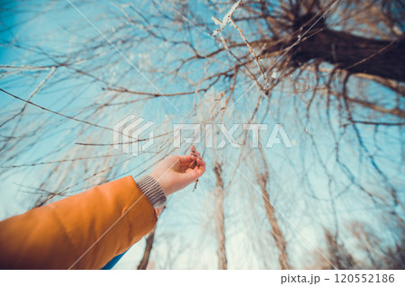 Concept tree frozen hands 120552186