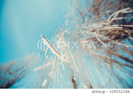 Concept tree frozen 120552188