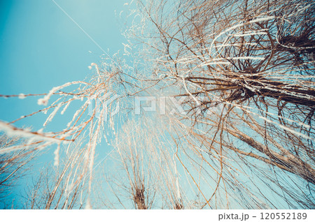 Concept tree frozen Concept tree frozen 120552189