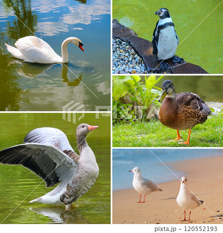 Portraits of waterfowl - penguin, swan, goose, duck, seagull. 120552193