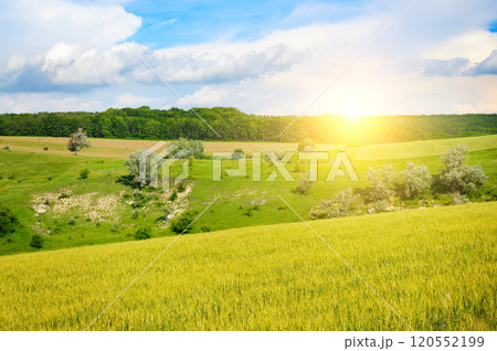 Hilly landscape, wheat field, meadows and a bright sunrise. 120552199
