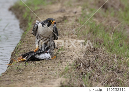 生き物 野鳥 ハヤブサ、狩りが成功したようです。胸の柄からするとオス成鳥でしょうか 生き物 野鳥 ハヤブサ、狩りが成功したようです。胸の柄からするとオス成鳥でしょうか 120552512