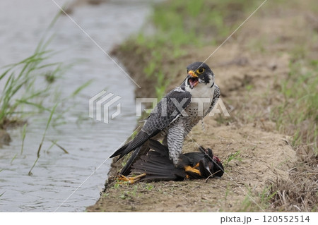 生き物 野鳥 ハヤブサ、獲物はシロハラクイナ。かなりの大物です 生き物 野鳥 ハヤブサ、獲物はシロハラクイナ。かなりの大物です 120552514