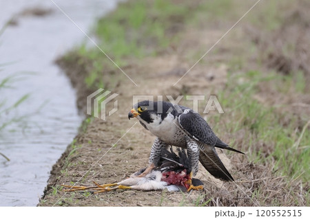 生き物　野鳥　ハヤブサ、食事中。閲覧注意！！ふつう、内臓から獲物を食べ始めるようです② 120552515