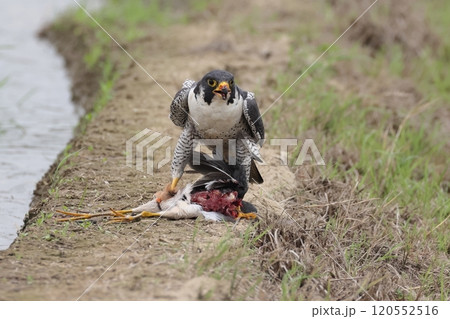 生き物 野鳥 ハヤブサ、食事中。閲覧注意!!ふつう、内臓から獲物を食べ始めるようです① 生き物 野鳥 ハヤブサ、食事中。閲覧注意!!ふつう、内臓から獲物を食べ始めるようです① 120552516