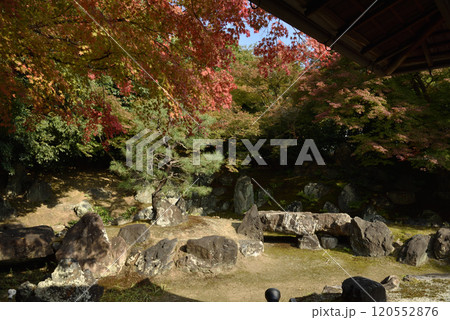 高台寺圓徳院　北庭　色づき始めたモミジ 120552876