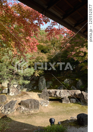 高台寺圓徳院　北庭　色づき始めたモミジ 120552877